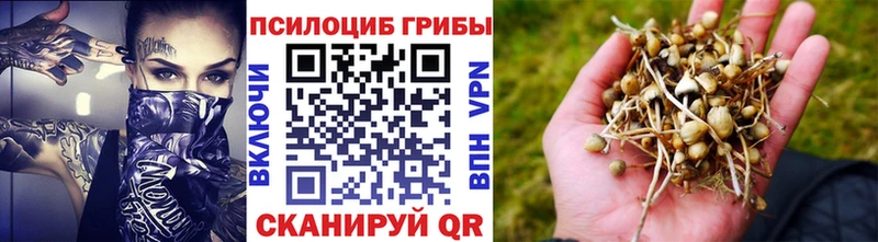 что такое   Ипатово  Псилоцибиновые грибы Psilocybe 